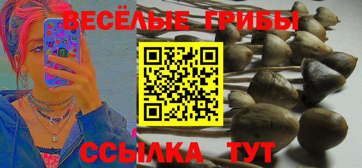 Псилоцибиновые грибы Psilocybine cubensis  Вход с VPN  Галлюциногенные грибы Cubensis  Мытищи 